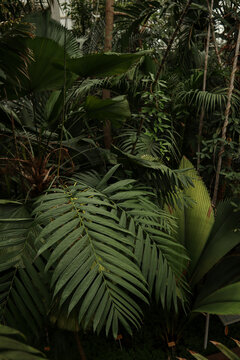 Tropical botanic garden
