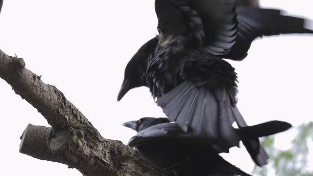 Japanese crow mating