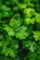 Close up of vibrant green leaves, perfect for nature concepts