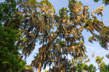 Tree canopy with Spanish moss