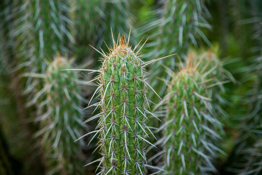 xique-xique detalhe de cacto nativo da caatinga