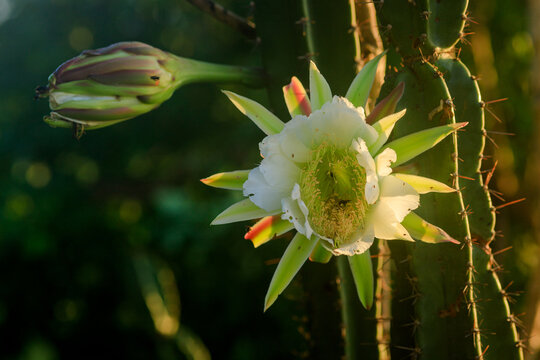 mandacaru florido - cacto que floresce a noite