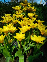 yellow blossoming tulips