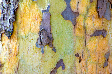 Interesting Beautiful & Creative looking Bark on a Tree for a Background or Border in Yellow, Fresh...