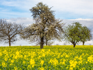 Blühende Obstbäume im Frühjahr