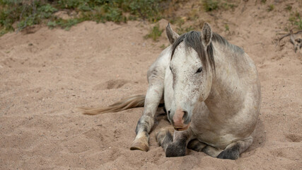 Dapple white and gray wild horse stallion laying down in a dry sand creek in the Salt River wild horse management area near Scottsdale Arizona United States