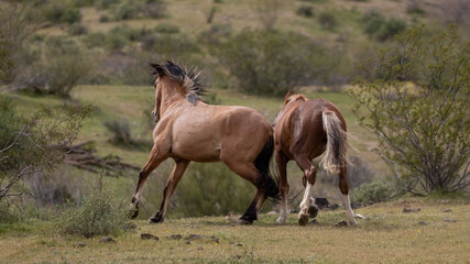 Wild horse stallions about to kick while fighting in the springtime desert in the Salt River wild horse management area near Mesa Arizona United States
