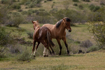 Wild horse stallions running and fighting in the springtime desert in the Salt River wild horse management area near Mesa Arizona United States