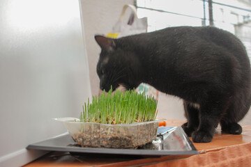 Urban Jungle Feast: Black Cat Enjoying Indoor Feline Foliage