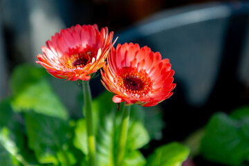 Selective focus of red pink flower Gerbera in the garden with green leaves, Purple transvaal daisy...