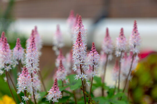 Selective focus of small flower in the garden, Foamflower (Tiarella cordifolia) is one of the showiest spring wildflowers, The starry white flower spikes with a tinge of pink, Nature floral background