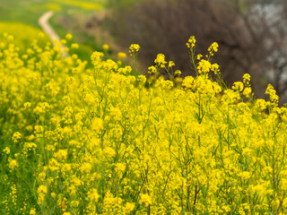 川沿いに咲く満開の菜の花