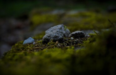 black moss on the stone - obrazy, fototapety, plakaty