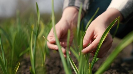 fingers touching sprouts field, garlic growing garden, farmer working field, fingers hand touching sprouts green leaves, agriculture concept, farm, garlic plant growing garden, hand touching plant
