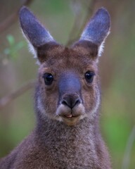 All ears, eyelashes and fuzz. A portrait of The adorable Western Grey Kangaroo 