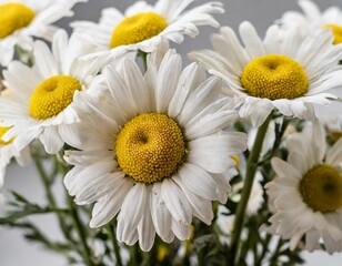 Chamomile daisy flowers. Floral composition
