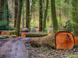 Gefällte Baumstämme neben eines Waldweges