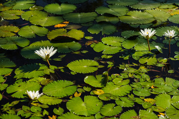 Beautiful, fragrant lily flowers on the water with green leaves, top view.