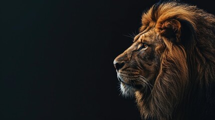 A powerful lion captured in a close-up shot. Perfect for wildlife and animal themes - obrazy, fototapety, plakaty