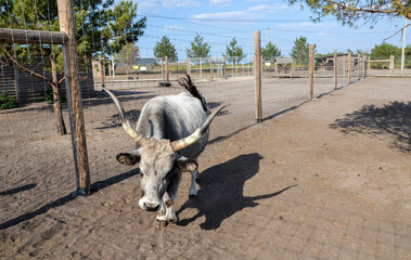 Hungarian gray cow with long, half-moon horns and graceful posture at enclosed within a spacious pen. The pride of Hungary, a tourism monument protected by legislation