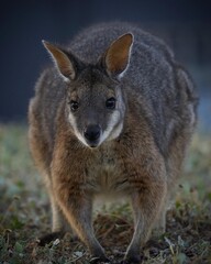 Naklejka na ściany i meble The tammar wallaby, also known as the dama wallaby or darma wallaby, is a small macropod native to South and Western Australia.