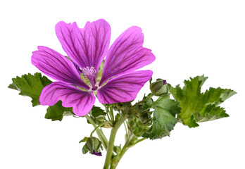 Mallow plant with  flower