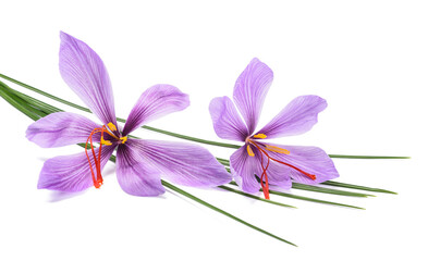 Saffron flowers - 773514334