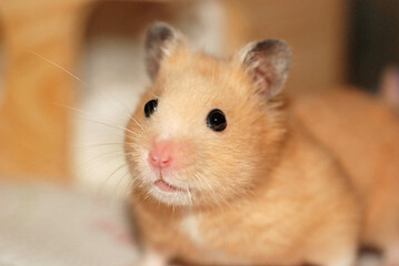Cream colored Golden hamster's curious face