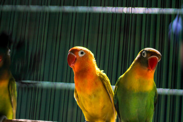 Fototapeta premium lovebird in a cage at the animal market