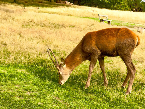 deer in the meadow