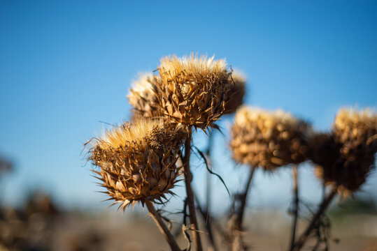 close up of three dried thistle flowers