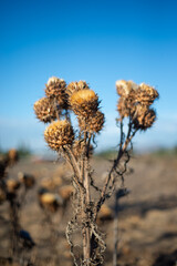 dried thistle flowers against a very blue sky