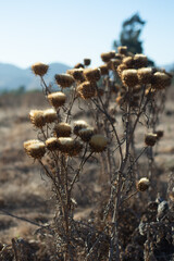 in autumn you can apreciate the beauty of the dried thistle flowers
