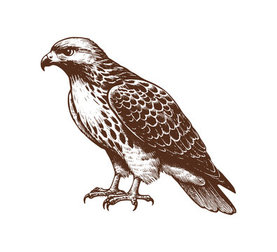 Red-tailed hawk hand drawn vector illustration