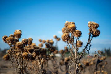 dried thistle flowers against a very blue sky