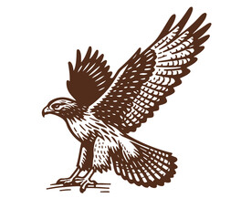 Fototapeta na wymiar Red-tailed hawk hand drawn vector illustration