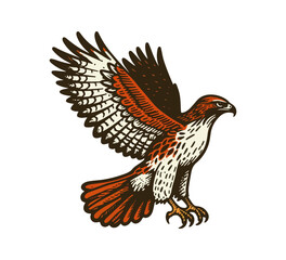 Red-tailed hawk hand drawn vector illustration