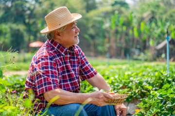 Happy Asian senior man farmer working in organic strawberry farm. Elderly man farm owner harvesting ripe strawberry in the garden. Agriculture food product industry and small business concept.