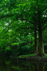 Fresh Greenery in Expo'70 Commemorative Park (万博記念公園)	