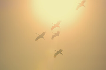Sandhill cranes (Grus canadensis) in flight; Crane Trust; Nebraska - 773522901