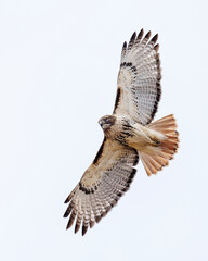 Trouble Maker - Red-tailed Hawk
