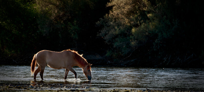 Wild Horse on the Salt River