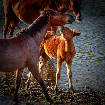 A mare and her foal on the Salt River in Arizona