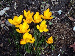 Blooming crocuses on flower bed