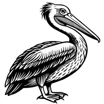 recommend clip art: pelican silhouette vector art illustration