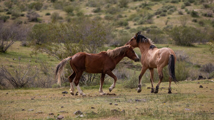 Naklejka na ściany i meble Wild horse stallions fighting in the springtime desert in the Salt River wild horse management area near Mesa Arizona United States