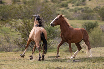 Bay and buckskin wild horse stallions fighting in the springtime desert in the Salt River area near...