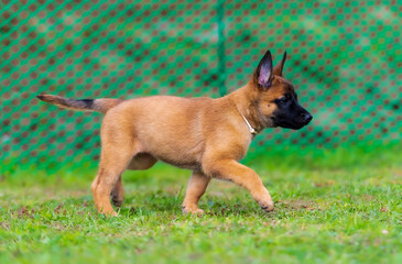 Portrait of belgian shepherd malinois puppy walking in the garden