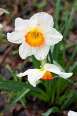 White narcissus with a yellow center
close up