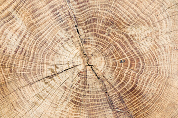 Tree cross section. Annual growth rings. Cracked wood background. Old weathered wooden texture. Gray wood scratches. Dry tree section pattern. Brown wood background. Tree pattern.